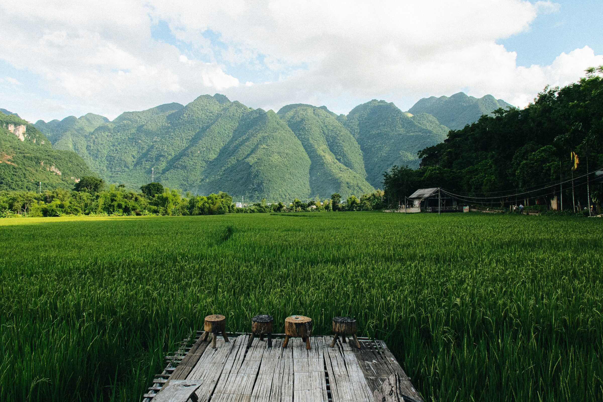 Green rice terraces beneath forested mountains